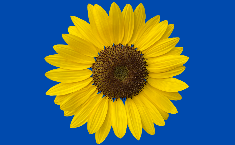 Sunflower against blue background